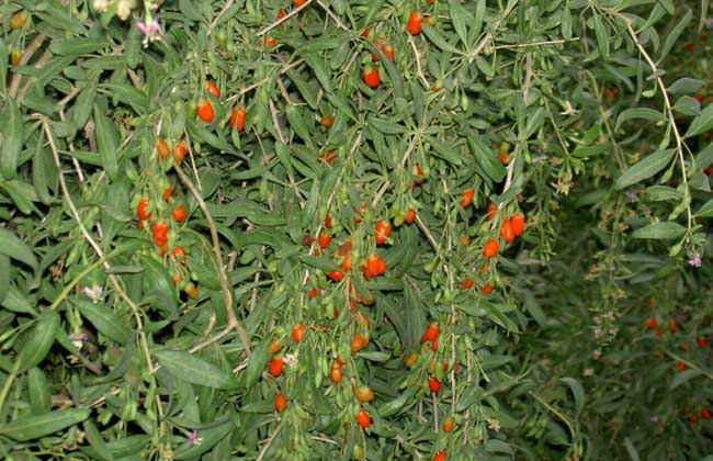 枸杞白粉病的防治方法