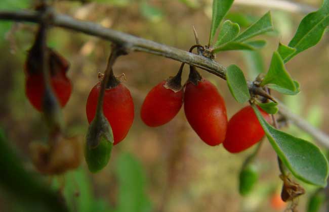 枸杞白粉病的防治方法