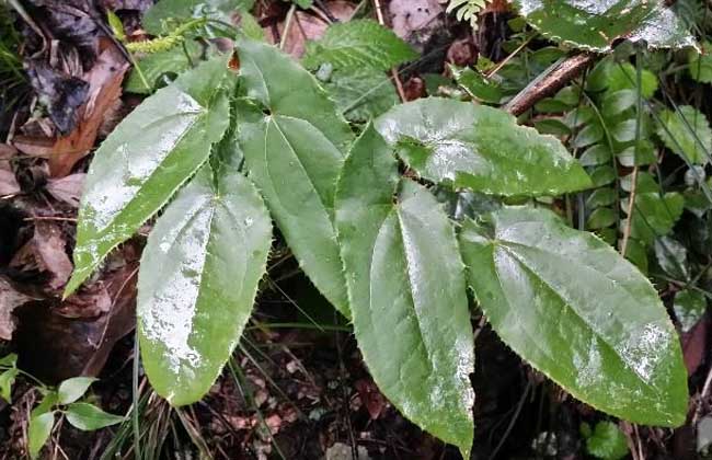 淫羊藿的种植技术