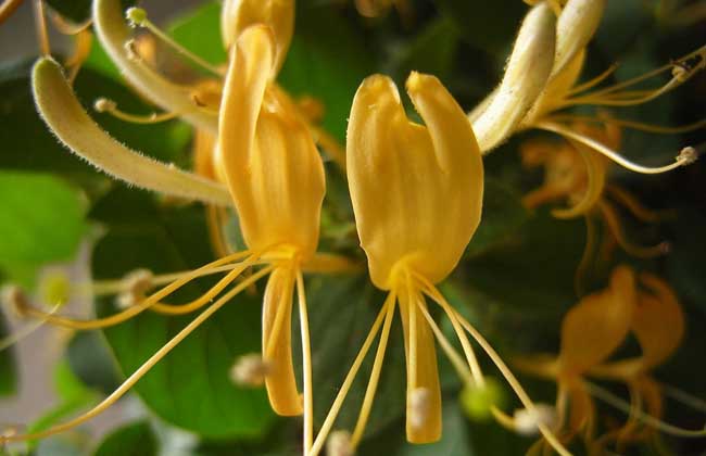 金银花白粉病怎么办?