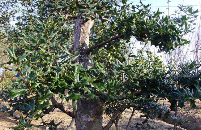 构骨的种植技术