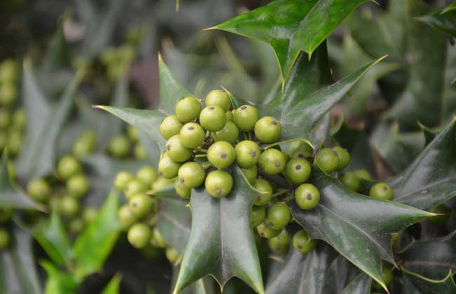 构骨的种植技术