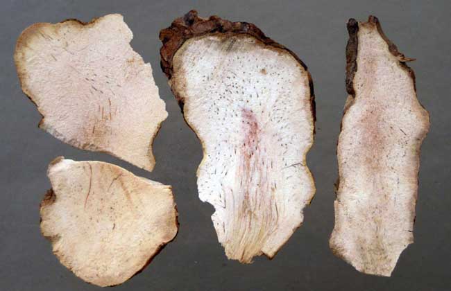 茯苓产地在哪里?