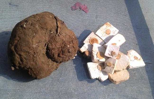 茯苓产地在哪里?