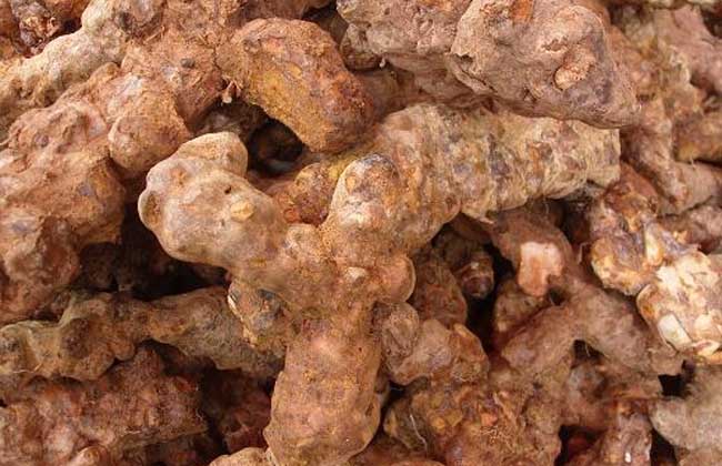 茯苓产地在哪里?