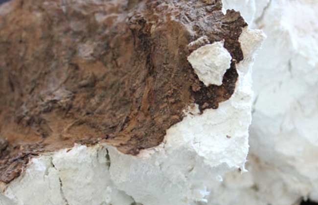 茯苓产地在哪里?