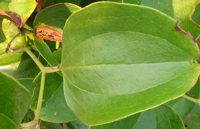 土茯苓是什么植物?