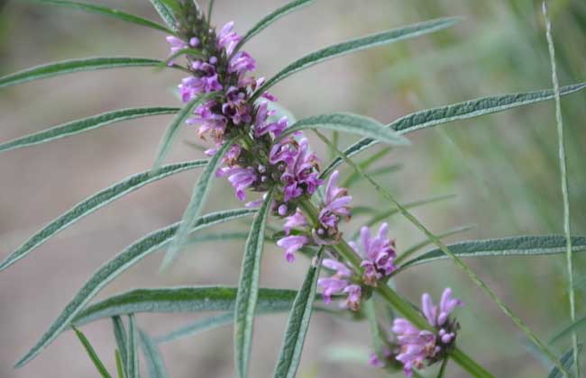 益母草种子怎么种?