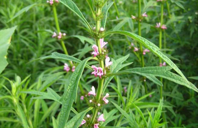 益母草种子怎么种?