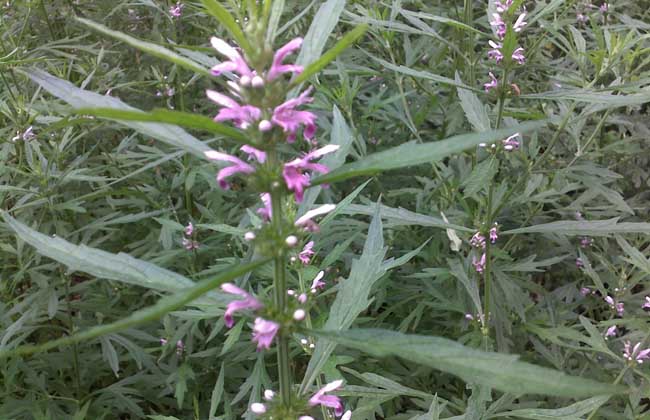 益母草种子怎么种?