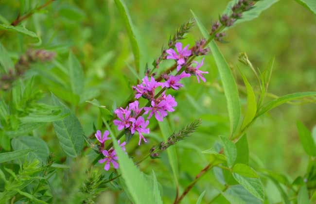 益母草产地在哪里?
