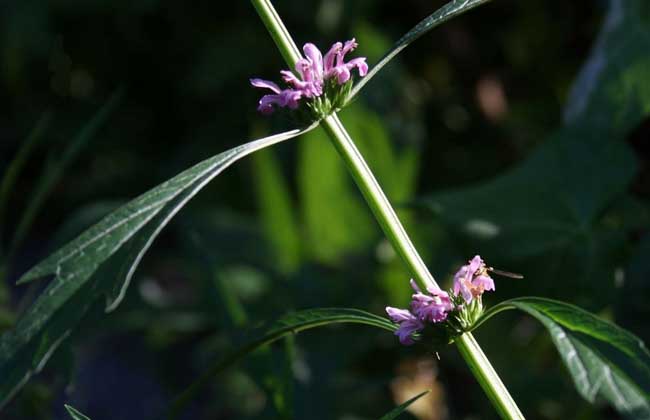 益母草产地在哪里?