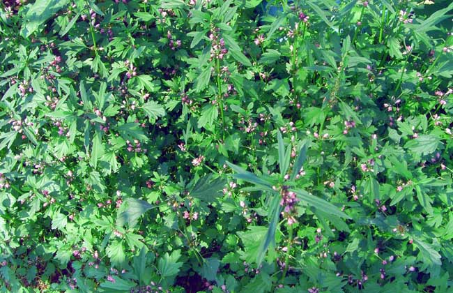 益母草产地在哪里?