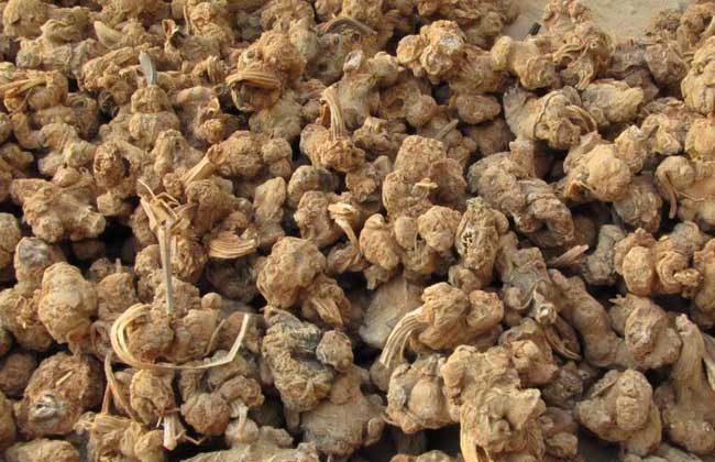 生三七和熟三七的区别