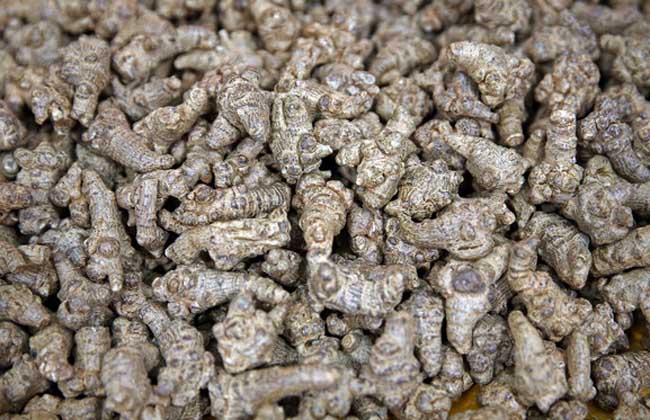 三七头数越多越好吗？