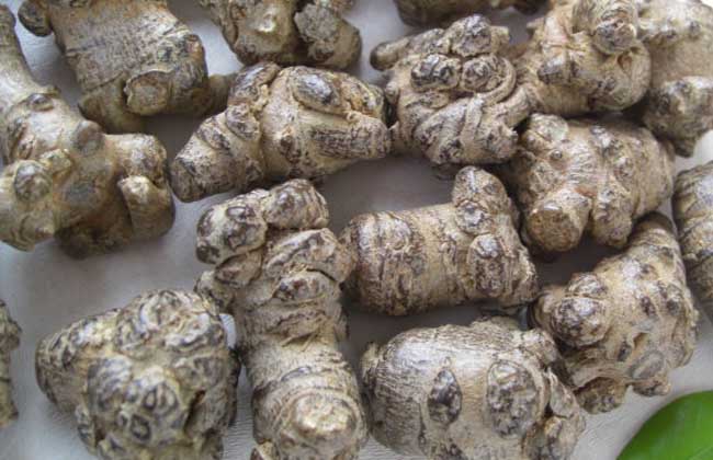 三七就是田七吗？