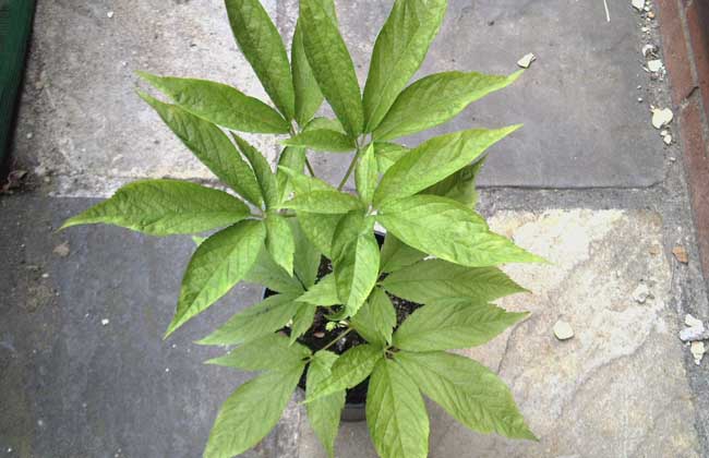 野三七长什么样子图片 野三七可以养吗