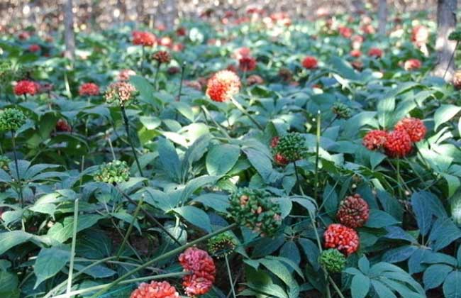 野三七长什么样子图片 野三七可以养吗