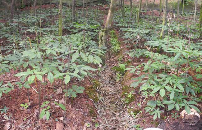 野三七长什么样子图片 野三七可以养吗