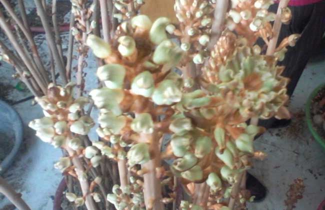 天麻花茎病防治方法