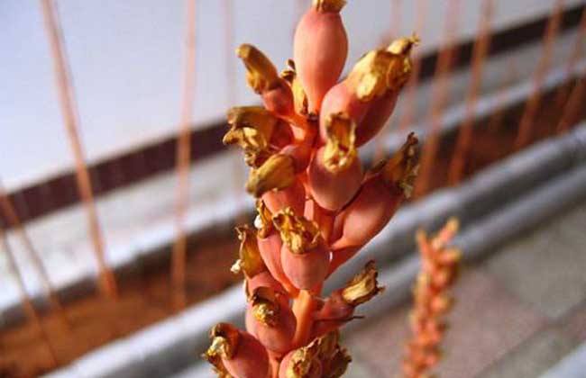 天麻花茎病防治方法