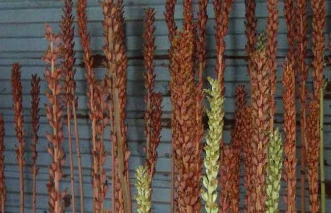 天麻花茎病防治方法