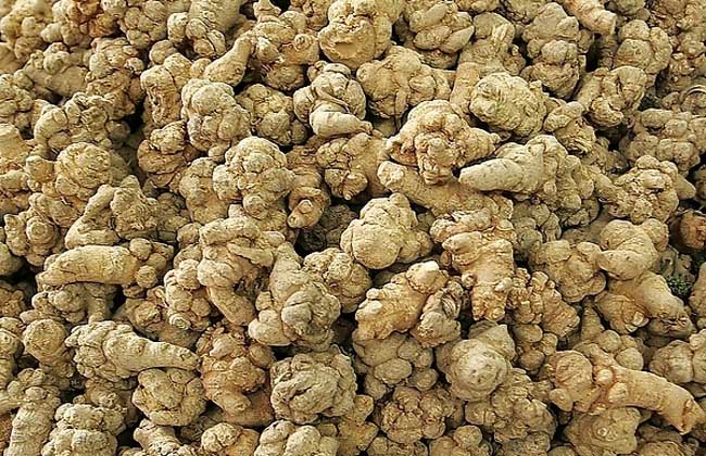 三七头数是什么意思?