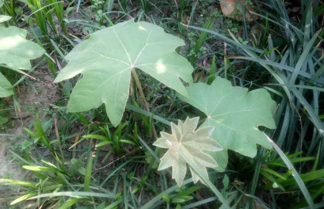 通草是什么草？