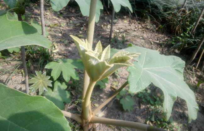 通草是什么草？