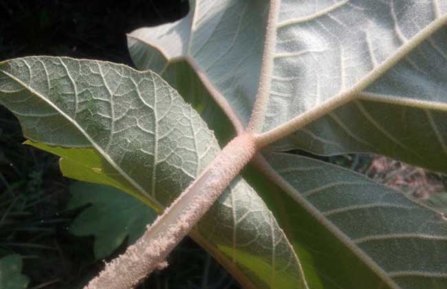 通草是什么草？