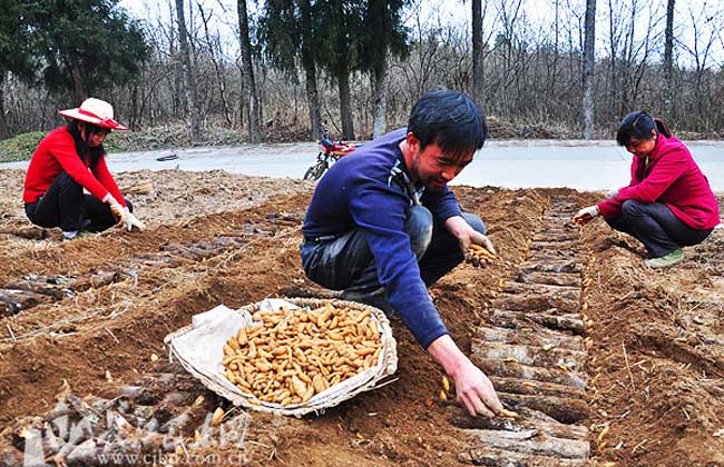 种植天麻赚钱吗？