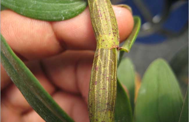 铁皮石斛怎么保存？