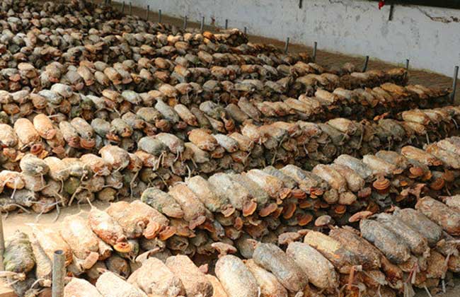 灵芝绿色木霉防治方法