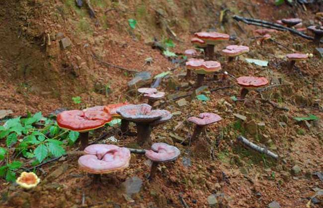 灵芝绿色木霉防治方法