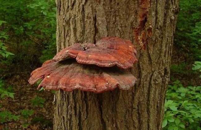 灵芝绿色木霉防治方法