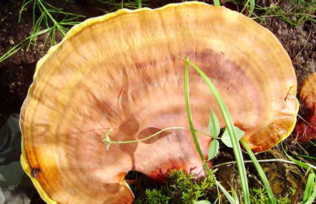 灵芝绿色木霉防治方法