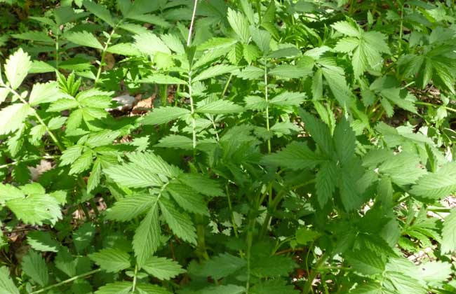 仙鹤草是什么草？