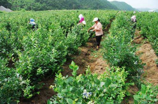 蓝莓种植方法技术