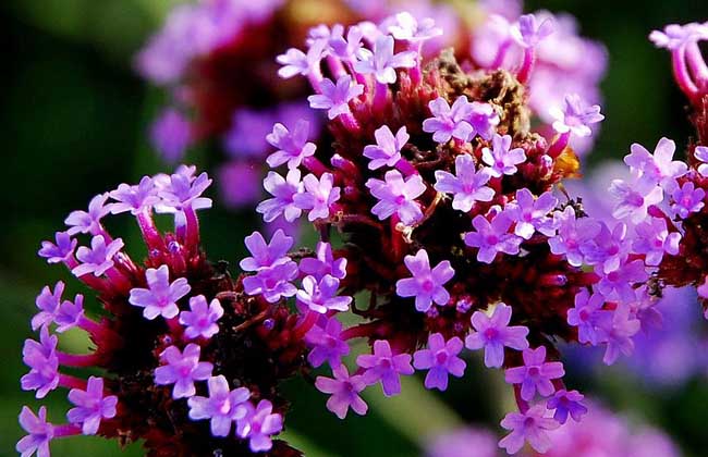 柳叶马鞭草花期和花语