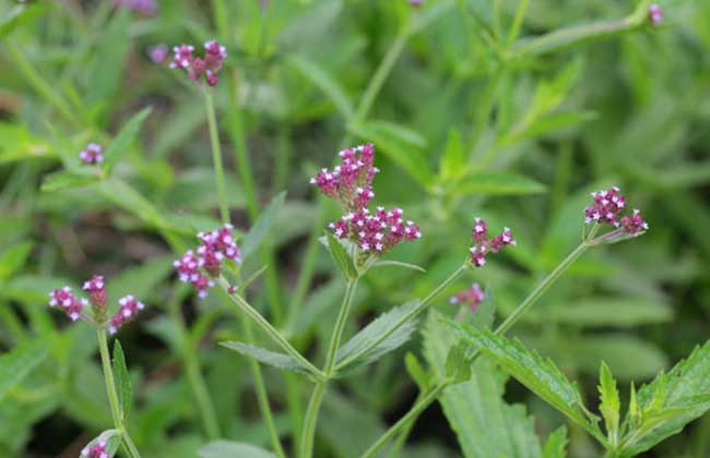 柳叶马鞭草花期和花语