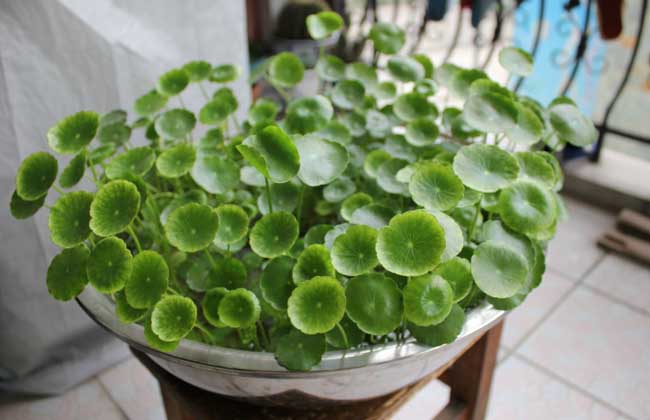 金钱草怎么养殖？