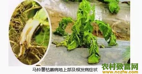 马铃薯种植枯萎病怎么防治？