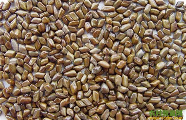 决明子的产地分布