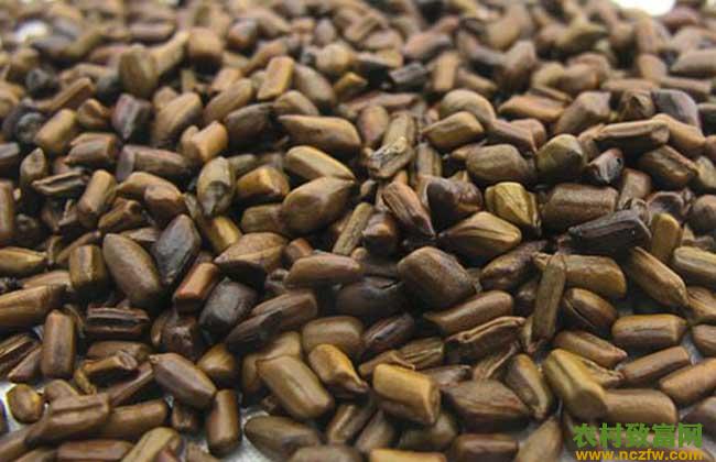 决明子的产地分布