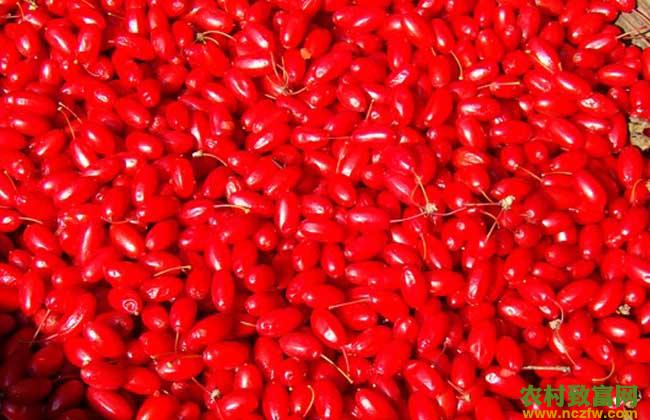 山茱萸种子催芽方法