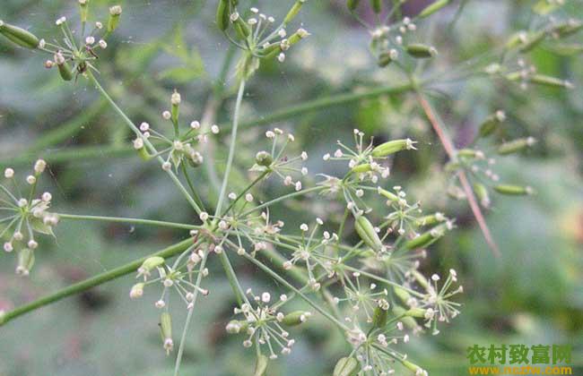 关防风种植技术