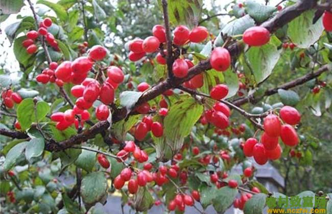 山茱萸病虫害防治技术