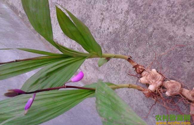 白芨的繁殖方法