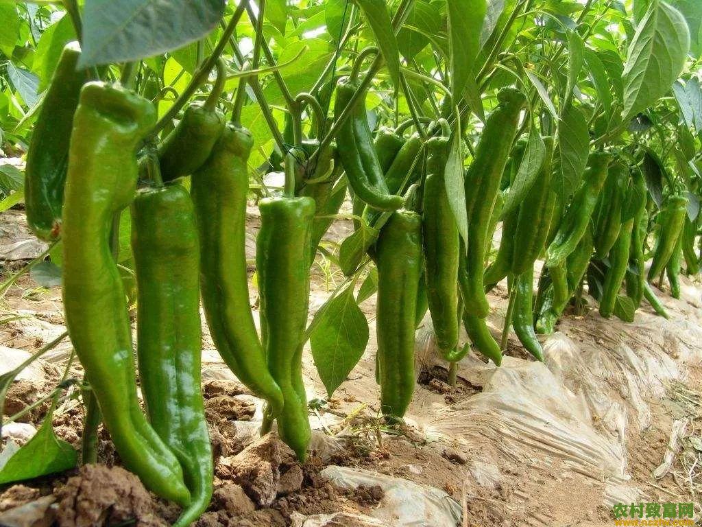 种植辣椒提高产量和品质方法