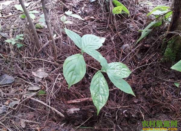 人参的种植条件要求